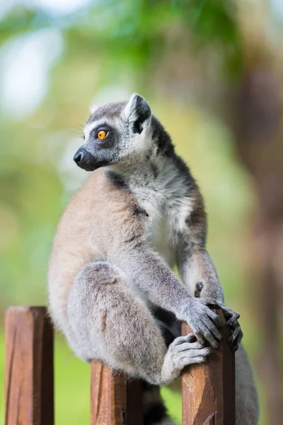 Halka Lemur portresi, kuyruğu uzun, siyah ve beyaz ile Madagascar, yerli halkalı. — Stok fotoğraf