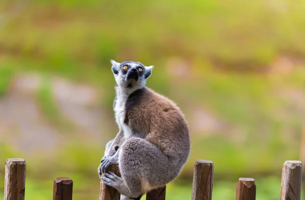 Retrato de Lemur de cola anillada, nativo de Madagascar, con cola anillada larga, negra y blanca . — Foto de Stock