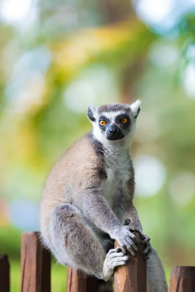 Halka Lemur portresi, kuyruğu uzun, siyah ve beyaz ile Madagascar, yerli halkalı. — Stok fotoğraf