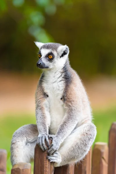 Retrato de Lemur de cola anillada, nativo de Madagascar, con cola anillada larga, negra y blanca . — Foto de Stock