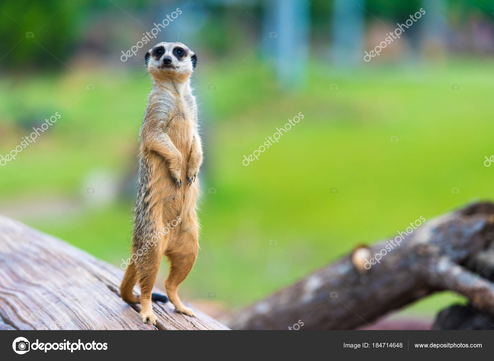 Portrait of Meerkat Suricata suricatta, African native animal, small carnivore belonging to the mongoose family Stock Photo by ©stanciuc1 184714648 Portrait of Meerkat Suricata suricatta, African native animal, small carnivore belonging to the mongoose family Stock Photo by ©stanciuc1 184714648