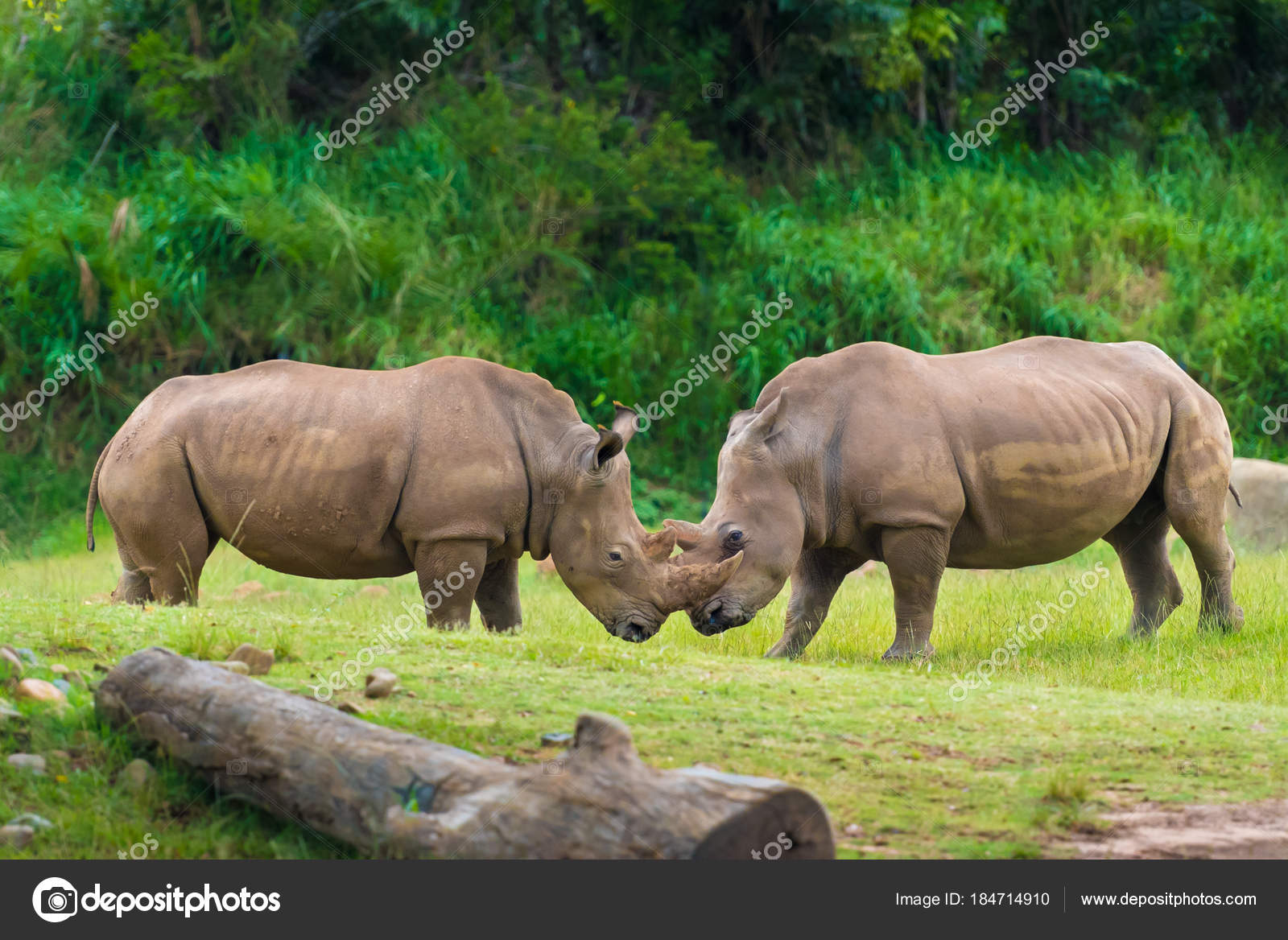 Rhinocéros Blanc Du Sud Les Animaux Indigènes Africains En