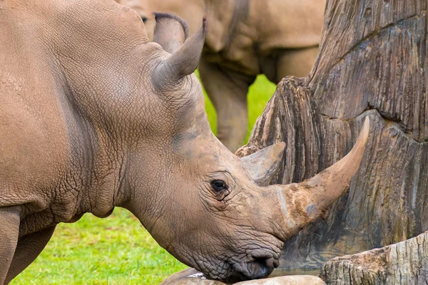 Portrait of Southern white rhino, endangered African native animal — Stock Photo, Image