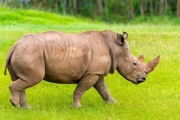 Портрет Південного білий носоріг, зникаючих видів тварин африканських рідного — стокове фото