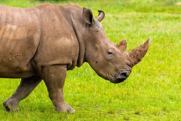 Retrato de rinoceronte branco do sul, animal nativo africano em perigo — Fotografia de Stock