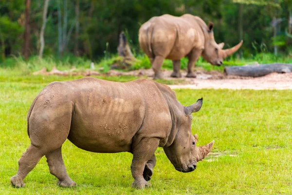 Southern white rhinoceros, endangered African native animals — Stock Photo, Image