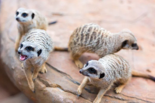 Clan de Meerkats Suricata suricatta, animales nativos africanos, pequeño carnívoro perteneciente a la familia de las mangostas — Foto de Stock