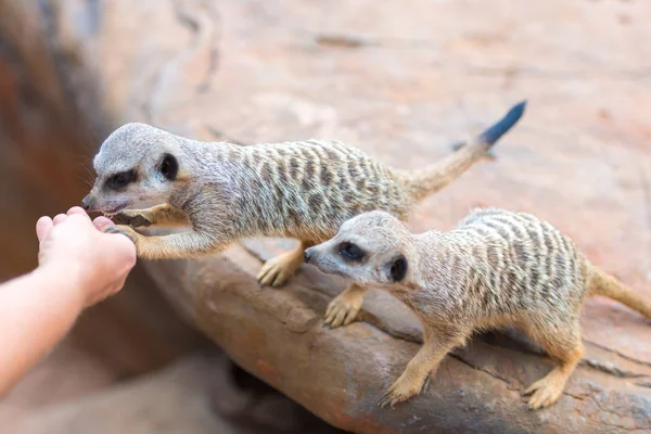 Zbliżenie dłoni karmienia klanu surykatki Suricata suricatta, afrykańskich zwierząt rodzimych, małe carnivore należące do rodziny mongoose — Zdjęcie stockowe