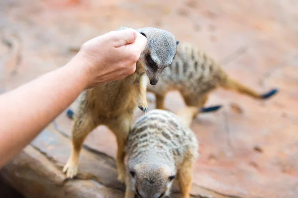 Close-up do clã de alimentação manual de Meerkats Suricata suricatta, animais nativos africanos, pequenos carnívoros pertencentes à família dos mangustos — Fotografia de Stock