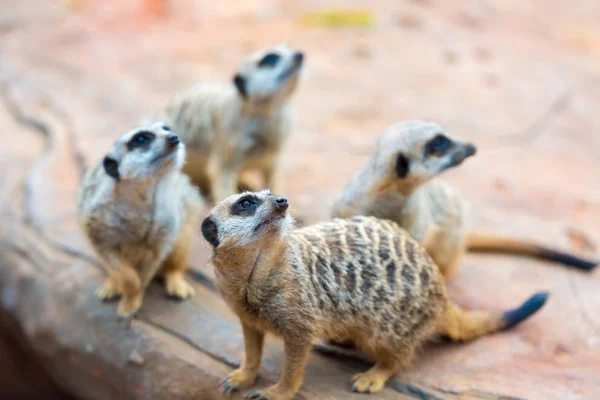 Clan de Meerkats Suricata suricatta, animales nativos africanos, pequeño carnívoro perteneciente a la familia de las mangostas — Foto de Stock