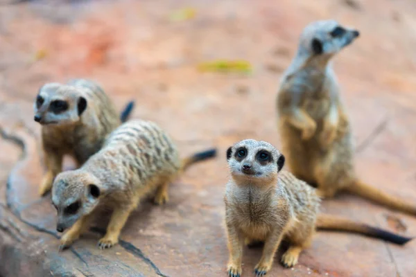 Klan fundalıklardır Suricata suricatta, Afrika yerli hayvanları, Firavun faresi ailesine ait küçük etobur — Stok fotoğraf