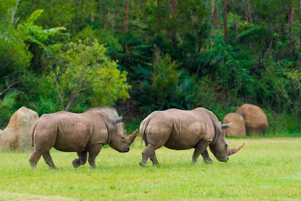 Southern white rhinoceros, endangered African native animals — Stock Photo, Image