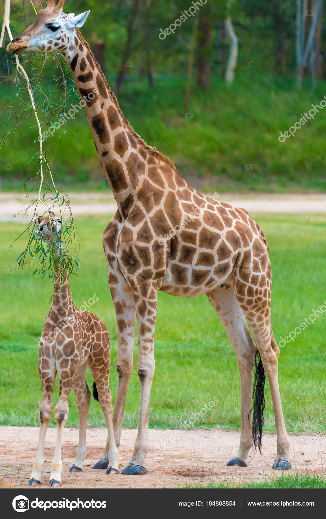 Jeune Girafe Bebe Avec Sa Mere Animaux Indigenes Africains Image Libre De Droit Par Stanciuc1 C Jeune Girafe Bebe Avec Sa Mere Animaux Indigenes Africains Image Libre De Droit Par Stanciuc1 C
