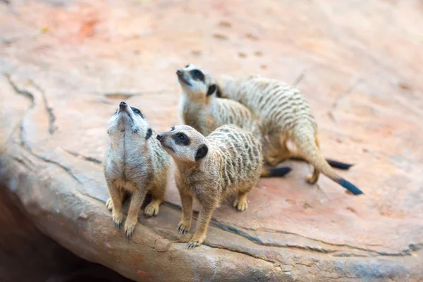 Clan de Meerkats Suricata suricatta, animales nativos africanos, pequeño carnívoro perteneciente a la familia de las mangostas — Foto de Stock