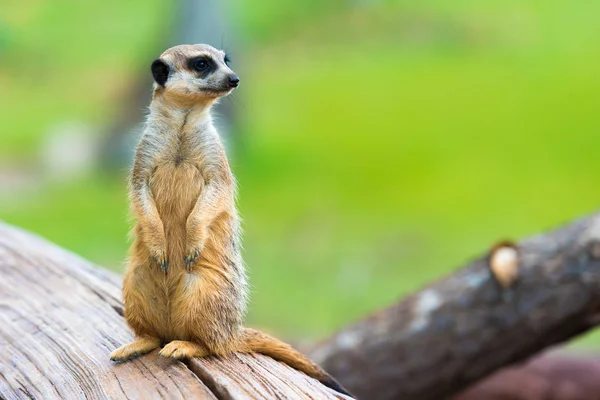 Retrato de Meerkat Suricata suricatta, animal nativo africano, pequeño carnívoro perteneciente a la familia de las mangostas — Foto de Stock