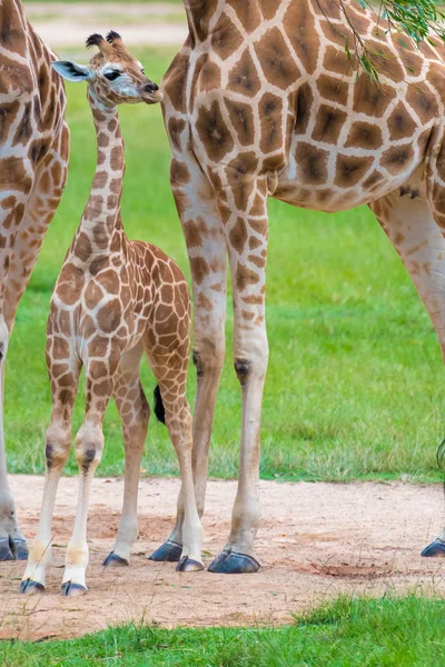 Jirafa bebé joven con su madre, animales nativos africanos — Foto de Stock