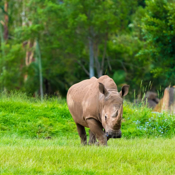 Southern white rhinoceros, endangered African native animals — Stock Photo, Image