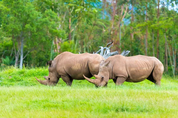 Білий носоріг в Південній зникаючих африканських місцевих тварин — стокове фото