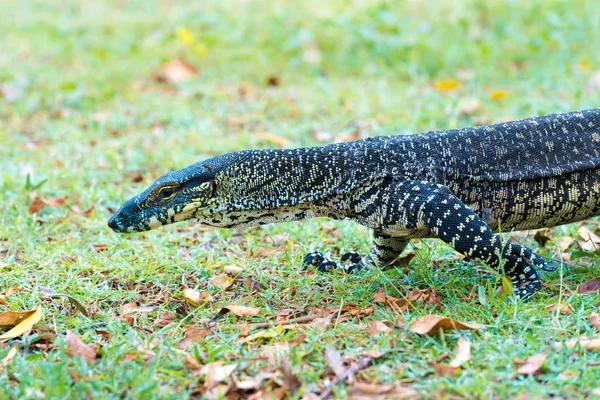 Крупний план на Goanna, великі Австралійський рідні ящірка — стокове фото