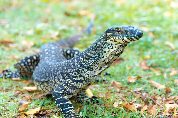 Close-up on a Goanna, large Australian native lizard