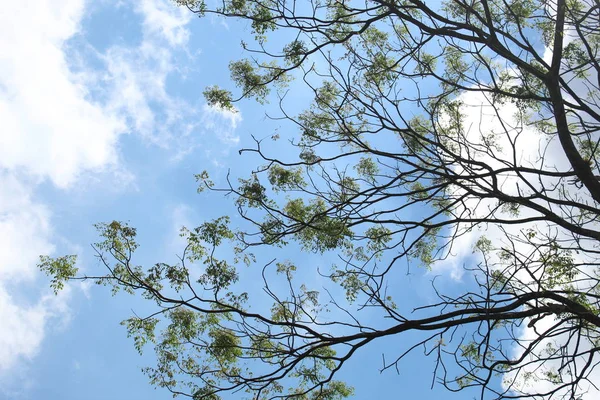 下から見た木々の枝や葉は 明るい青色の雲を背景にしています ストック写真