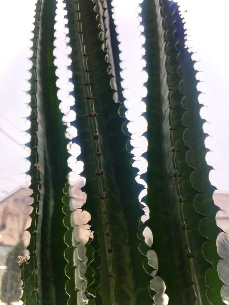 Echinopsis Pachanoi Conocido Cactus San Pedro Cactus Columnar Rápido Crecimiento — Foto de Stock