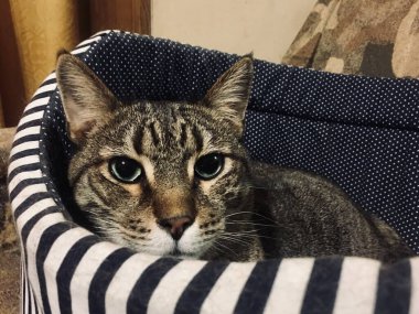 En sevdiği karyolasında dinlenen yerli gri kaplan kedisi.