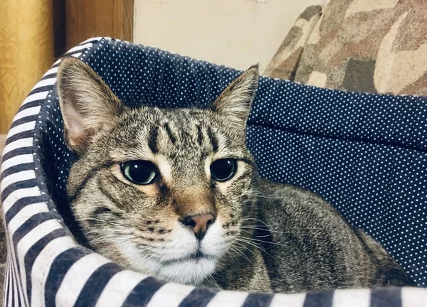 Doméstico Gato Tigre Cinza Descansando Seu Berço Favorito — Fotografia de Stock