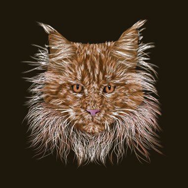 Kızıl, gururlu kedi Maine Rakun