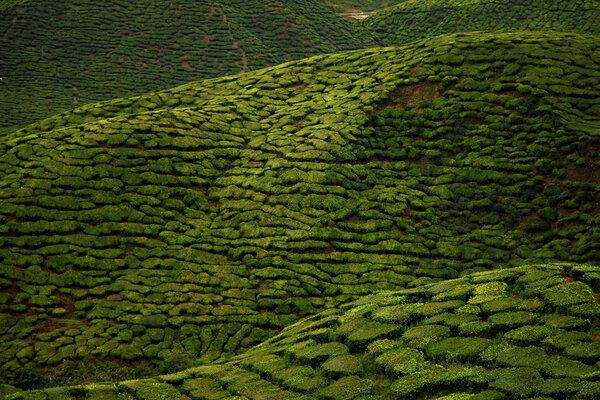 Кэмерон Хайлендс, чайная плантация в Малайзии
