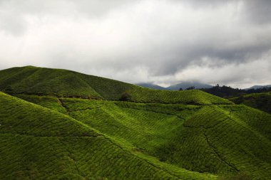 cameron Highlands çay tarlaları