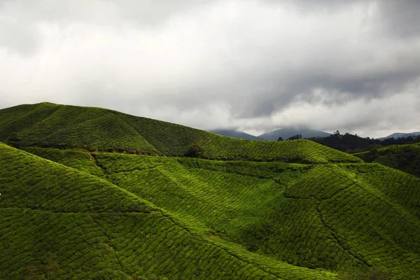 Plantaciones de té en Cameron Highlands — Foto de Stock