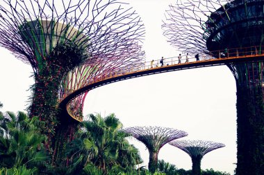 Singapur. Körfez kenarındaki bahçeler 