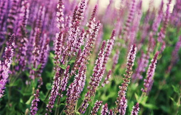 Campo de flores de lavanda. Crecimiento y floración Lavanda — Foto de Stock