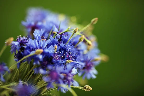 Un bouquet de bleuets sur fond vert Image En Vente