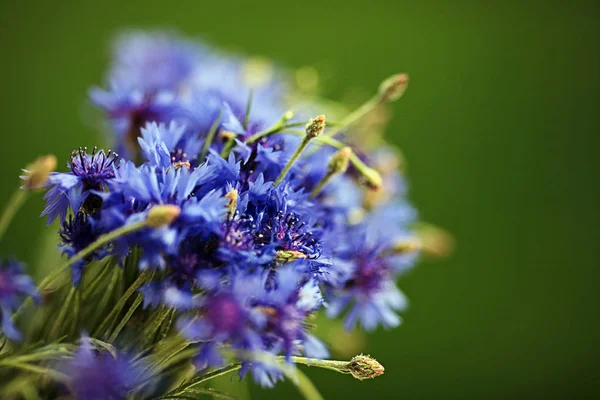 Ein Strauß Kornblumen auf grünem Hintergrund Stockbild