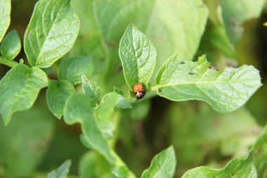Bayan beetle pupa örnek