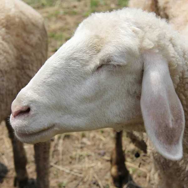 Овцы мечтают и едят — стоковое фото