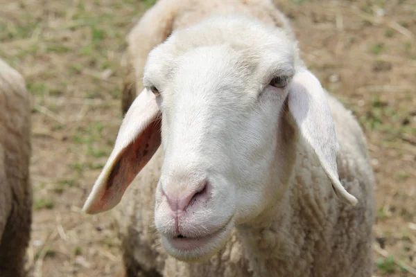 Owce szef czołowej — Zdjęcie stockowe