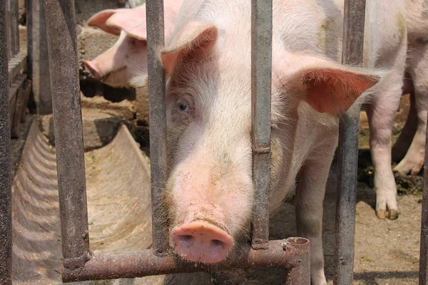 La vida de los cerdos tras las rejas —  Fotos de Stock