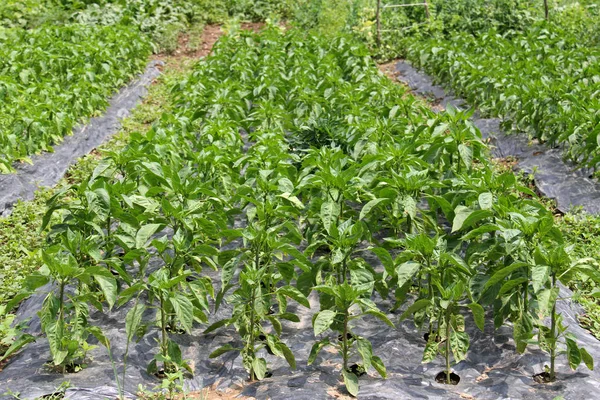 Pimentón que crece en el jardín orgánico — Foto de Stock