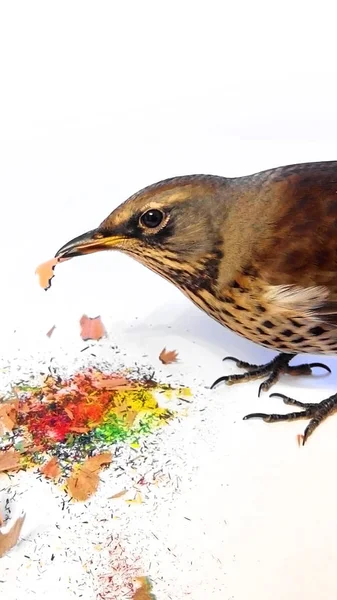 Fieldfare and color pencil — Stock Photo, Image