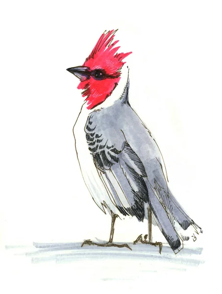 Piros madár bíboros - Paroaria coronata — Stock Fotó