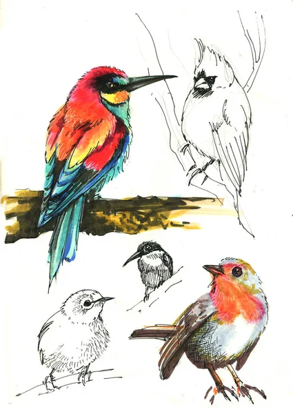 Bird sketch set — Stock Photo, Image