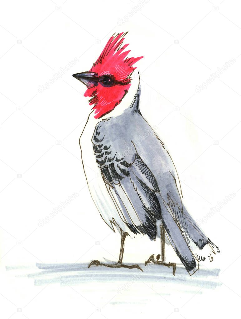 bird red cardinal -Paroaria coronata