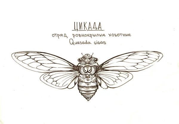 Cicada insect quesada gigas — Zdjęcie stockowe