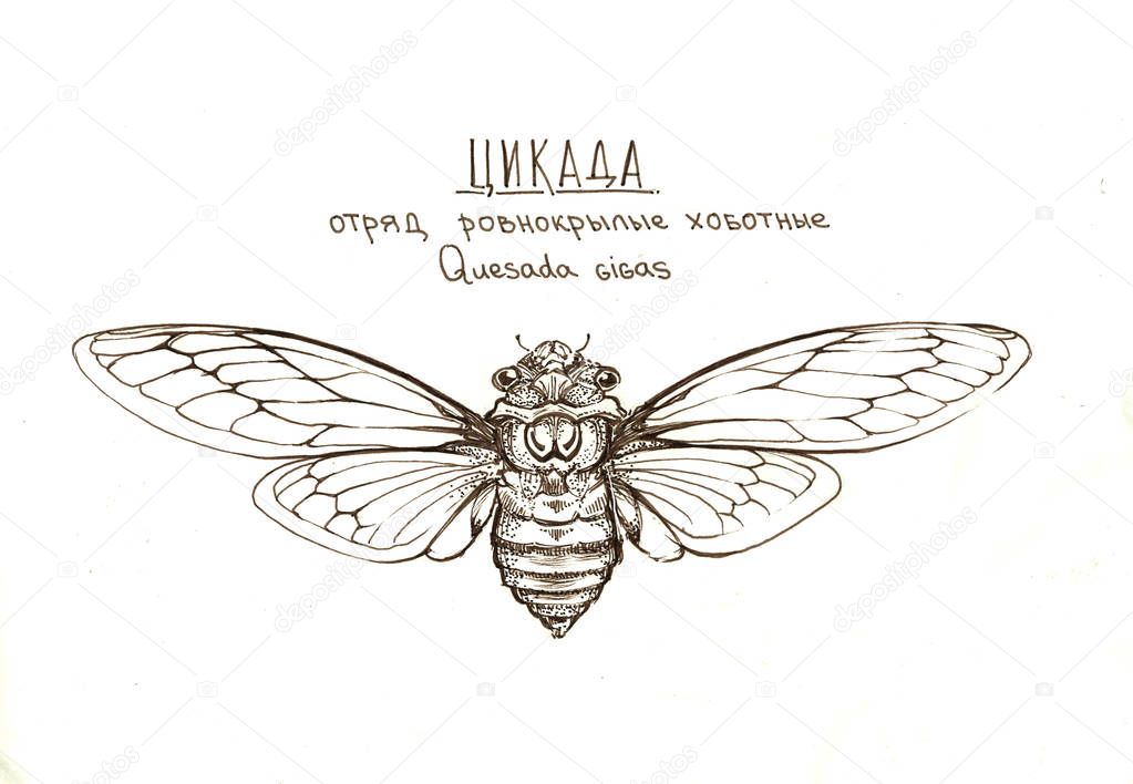 cicada insect quesada gigas