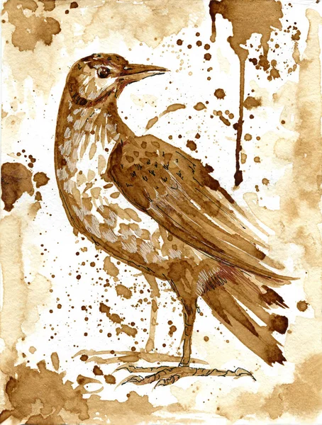 Tordo de pássaro café desenhado — Fotografia de Stock