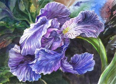 Mor ve Lila renkli Iris çiçeği