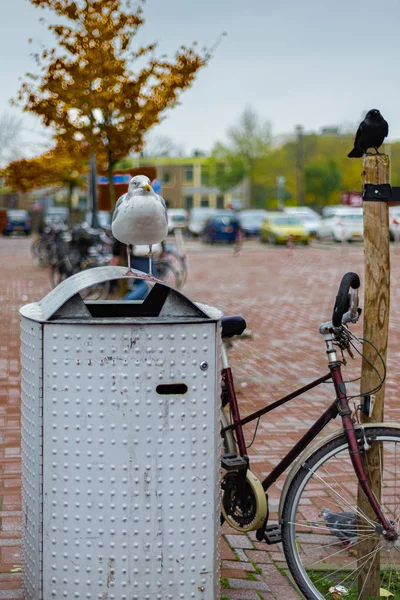 Möwe auf einem Mülleimer, Leiden, Niederlande — Stockfoto